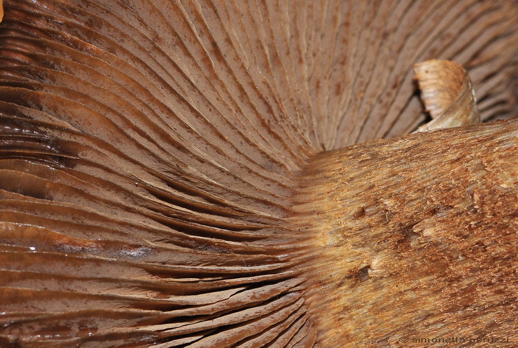 Escursione del tardo autunno nelle colline chiantigiane